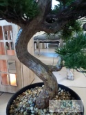SZTUCZNE DRZEWKO BONSAI 86 CM