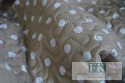 NARZUTA PATCHWORK 220 X 240 CM BAWEŁNA SHABBY , PROWANSJA , VINTAGE NARZUTA PATCHWORK 220 X 240 CM BAWEŁNA SHABBY , PROWANSJA , VINTAGE